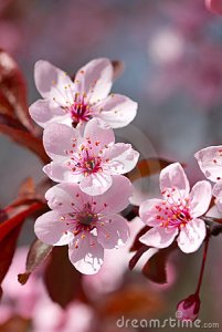 pink-cherry-blossom-19149714