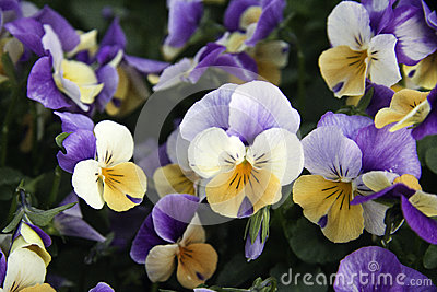 pansies-flowering-purple-garden-31091882